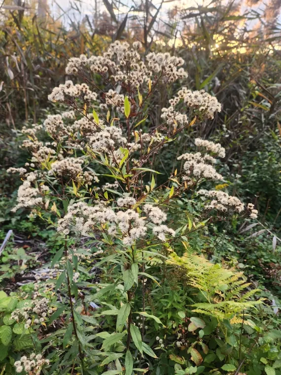 Aster à ombelles, graine / fruit