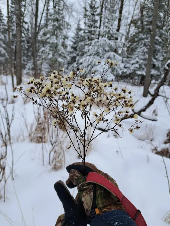 Aster à ombelles, hiver
