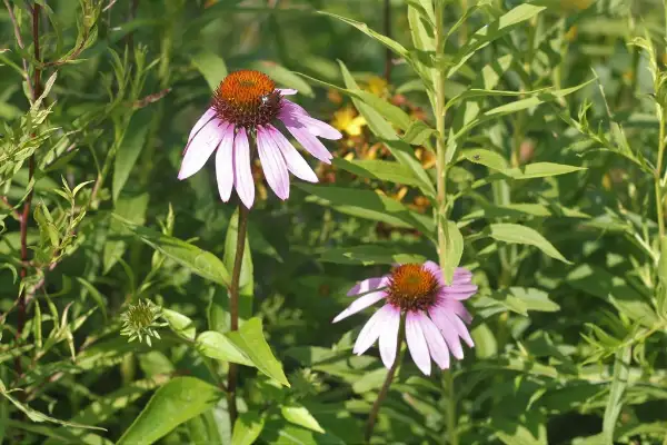 Eastern purple coneflower, bud