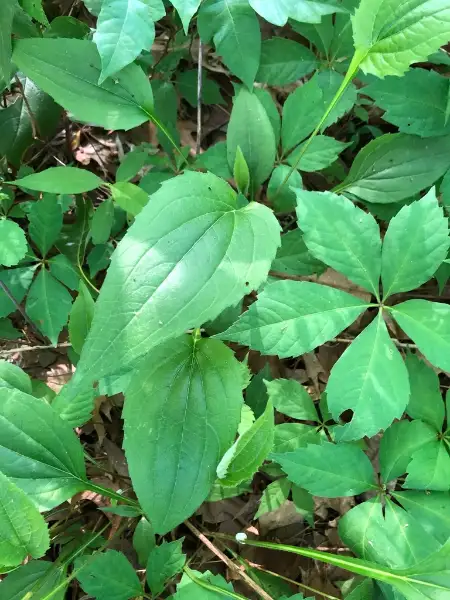 Eastern purple coneflower, emergence