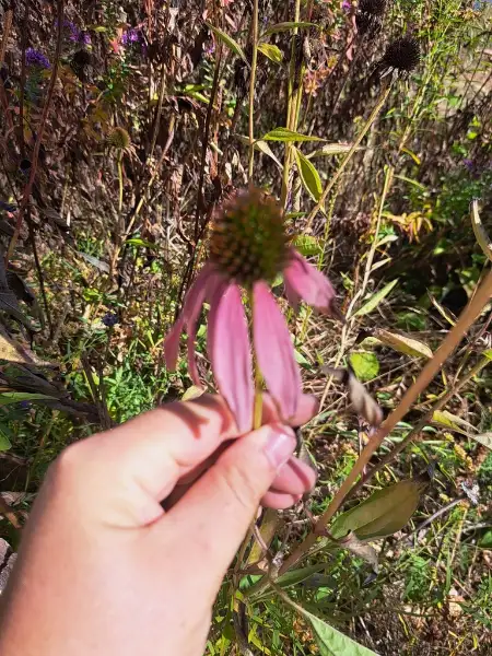 Eastern purple coneflower, fall
