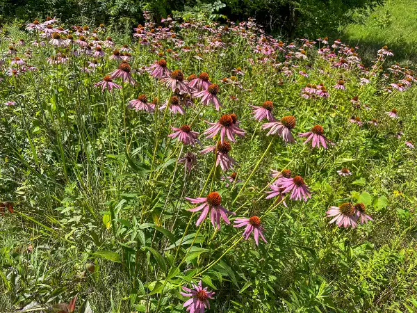 Eastern purple coneflower, flower