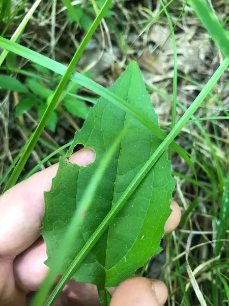 Eastern purple coneflower, foliage
