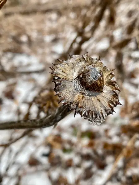 Eastern purple coneflower, winter
