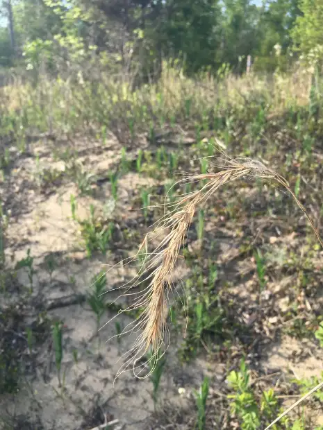 Canada wildrye, bud