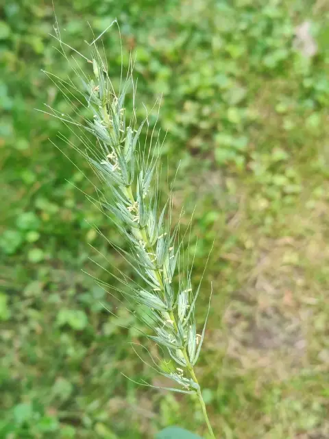 Canada wildrye