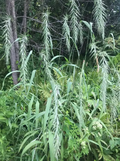 Canada wildrye, foliage