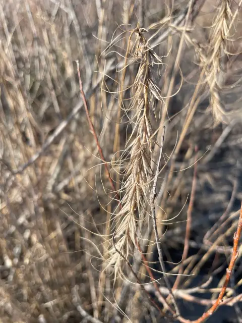 Canada wildrye, seed / fruit