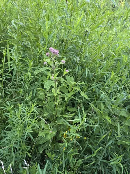 Spotted Joe-Pye-weed, bud