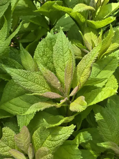 Spotted Joe-Pye-weed, emergence