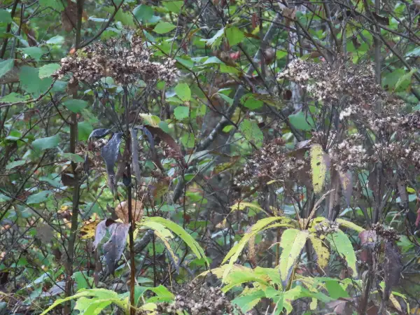 Spotted Joe-Pye-weed, fall