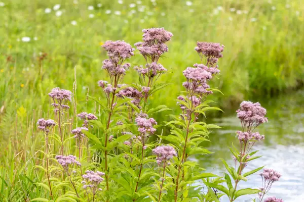 Spotted Joe-Pye-weed, flower