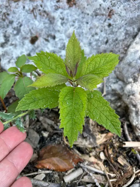 Spotted Joe-Pye-weed