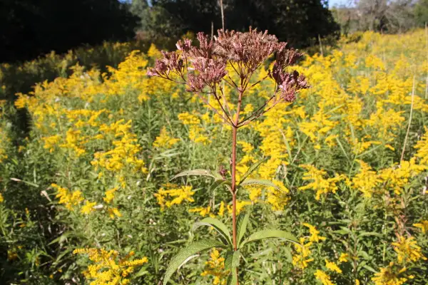Spotted Joe-Pye-weed, seed / fruit