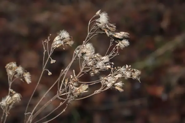 Spotted Joe-Pye-weed, winter