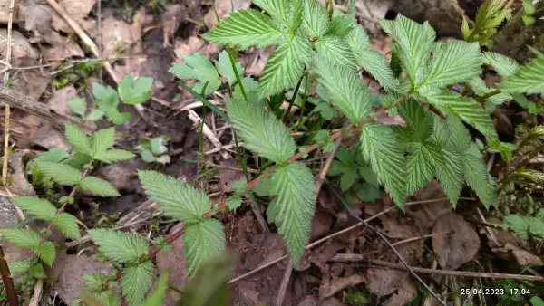 Meadowsweet, emergence
