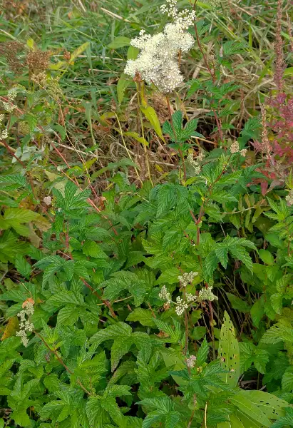 Meadowsweet, fall