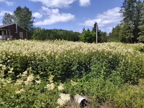 Meadowsweet, flower