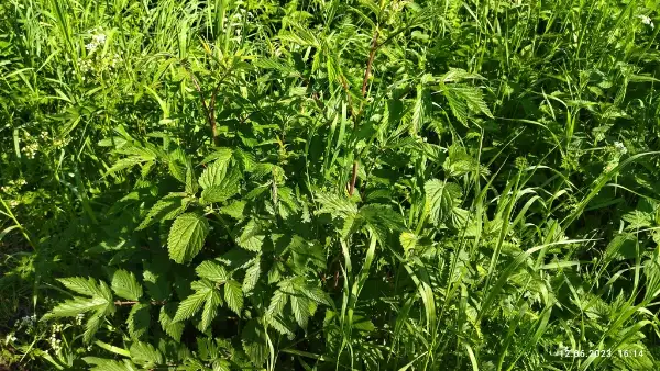 Meadowsweet, foliage
