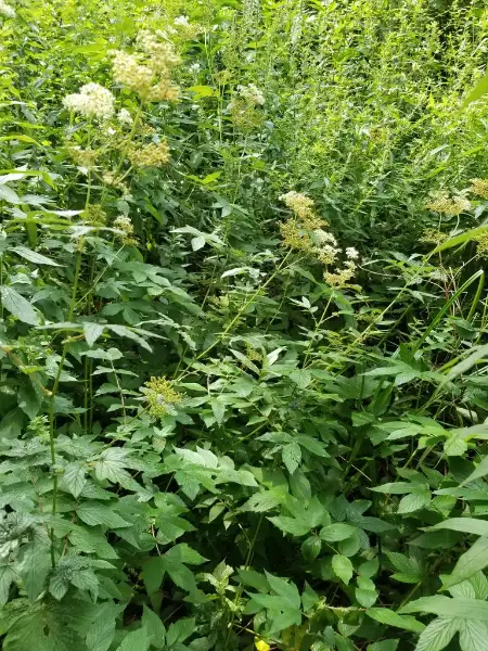 Meadowsweet