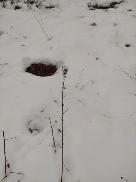 Meadowsweet, winter