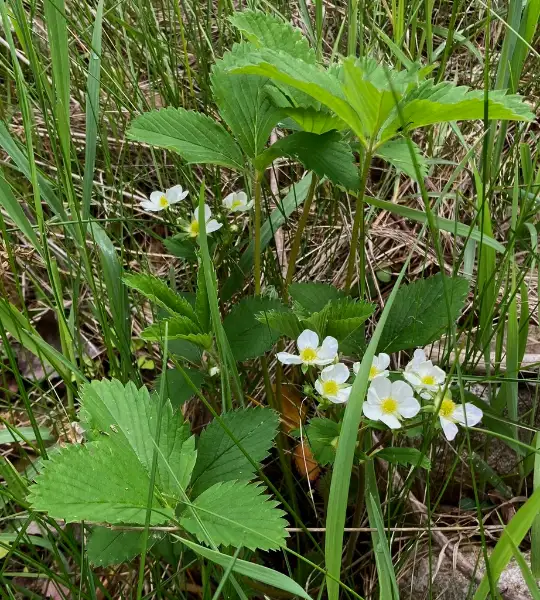 Virginia strawberry, bud