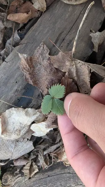 Virginia strawberry, emergence