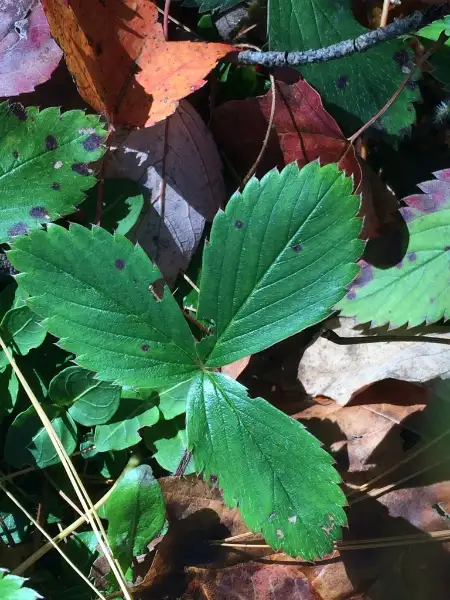 Virginia strawberry, fall