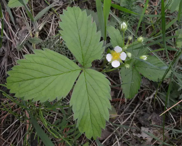 Virginia strawberry, flower