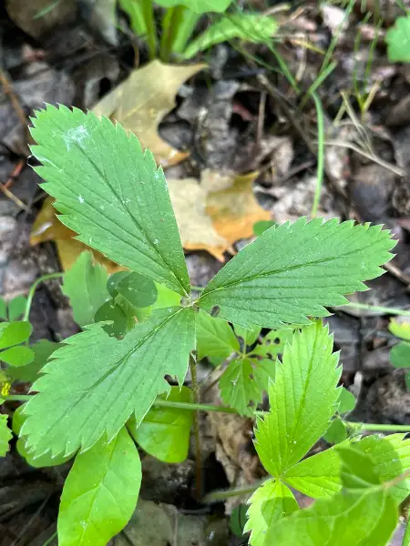 Virginia strawberry, foliage