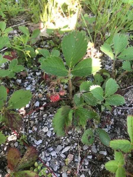 Virginia strawberry