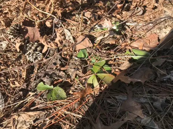Virginia strawberry, winter