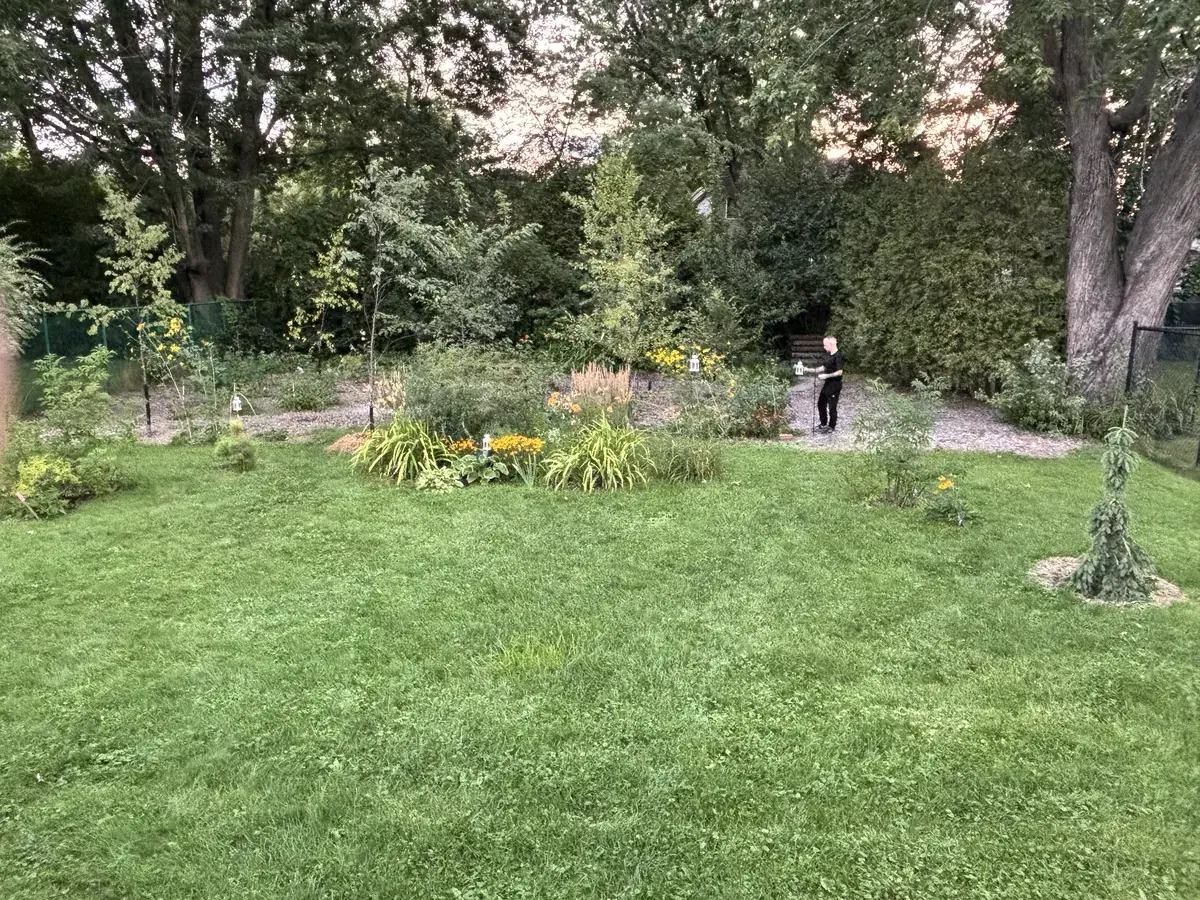 The back yard after the first stage, with new beds and young trees set into the lawn.