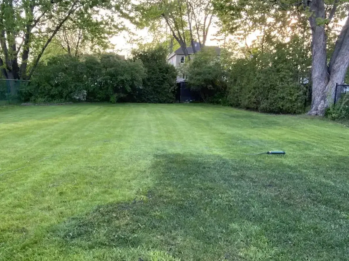 The back lawn before the conversion, open grass under mature trees.