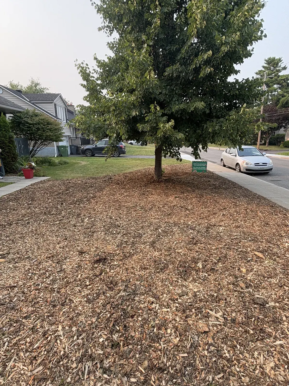 The front lawn covered in wood-chip mulch around a young tree, before planting.