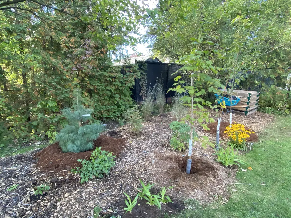 A newly planted bed in the back with a young white pine, birch saplings in trunk guards and Rudbeckia hirta.