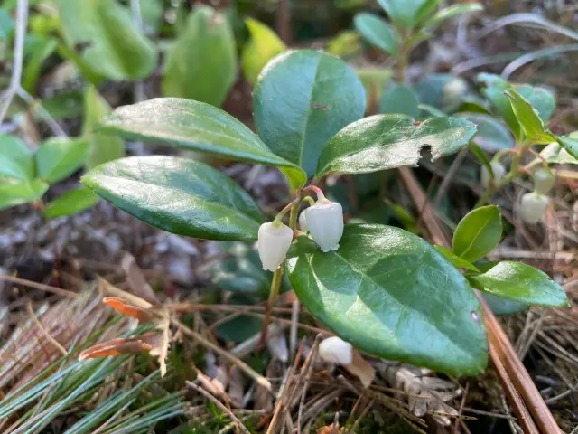 Gaulthérie couchée, fleur