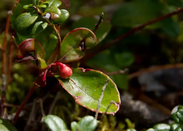 Gaulthérie couchée, graine / fruit