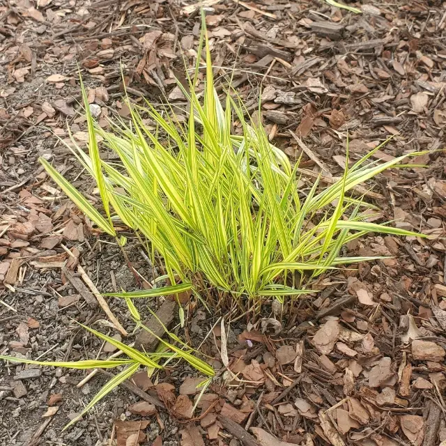 Hakone grass, emergence