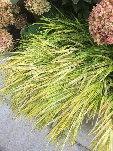 Hakone grass, fall