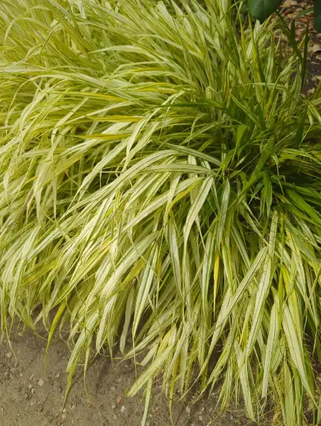 Hakone grass, flower