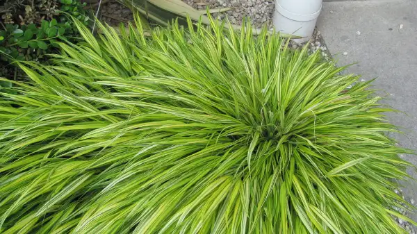 Hakone grass