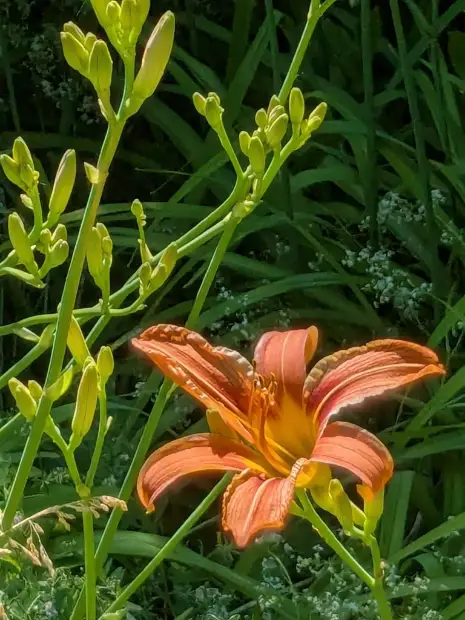 Daylily, bud