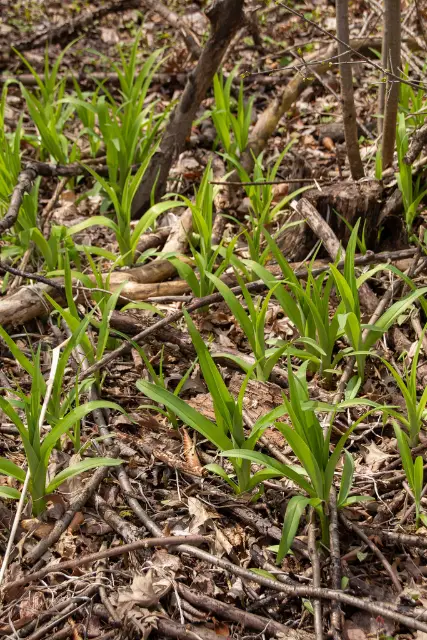 Daylily, emergence