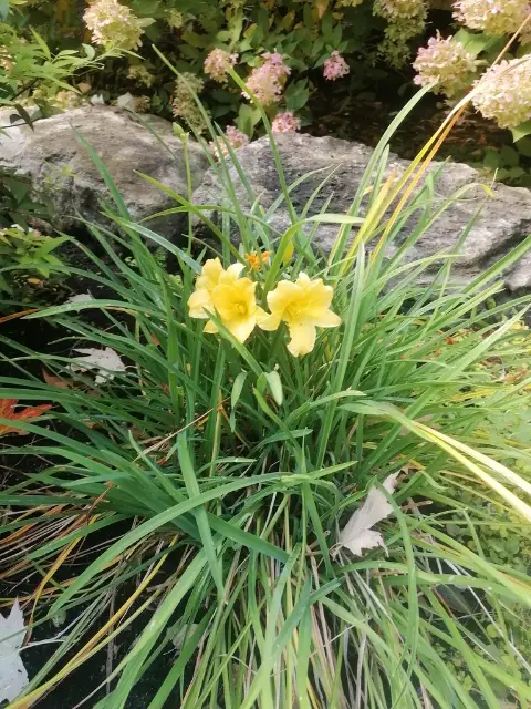 Daylily, fall
