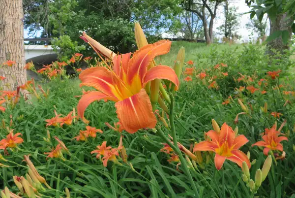 Daylily, flower
