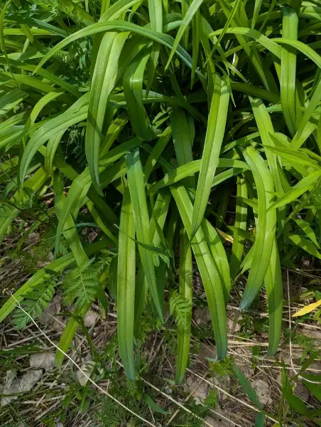 Daylily, foliage