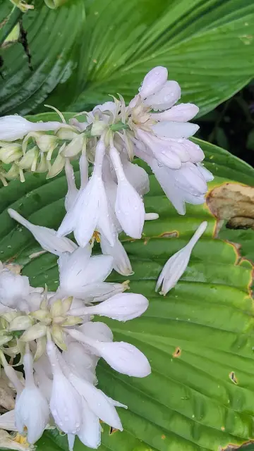 Hosta, bud