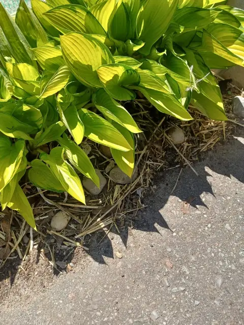 Hosta, emergence