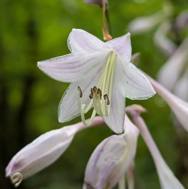 Hosta, flower